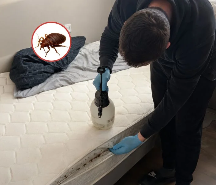 Technicien traitant un matelas contre les punaises de lit à Bouqueval